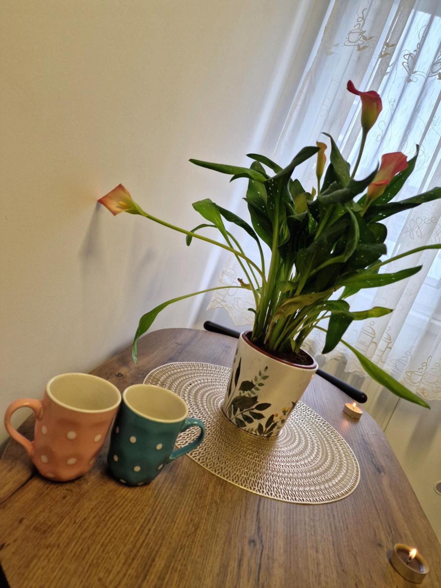 Studio&Garden! Roşu エクステリア 写真