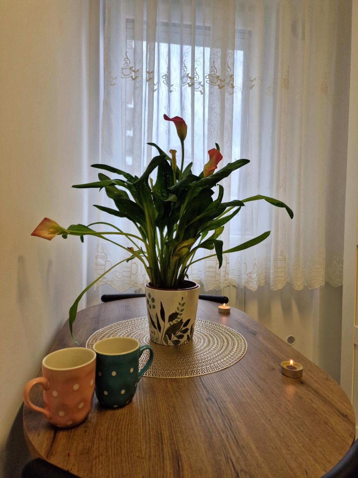 Studio&Garden! Roşu エクステリア 写真